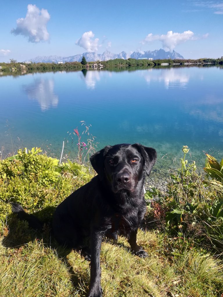 Baden mit Hund in Tirol Hundebadeplatz am Gieringer Weiher Jack auf