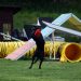 Agility Hundehotel Grimming