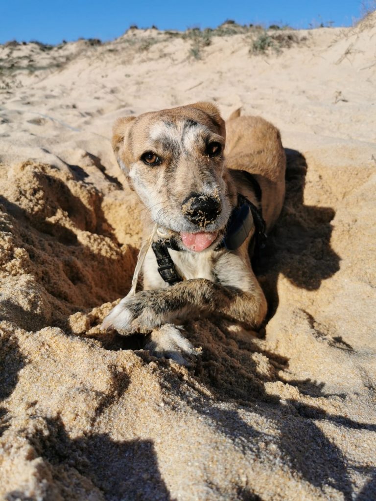 Camping mit Hund Algarve