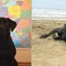 Europareise mit Hund und Campingbus Vorbereitungen