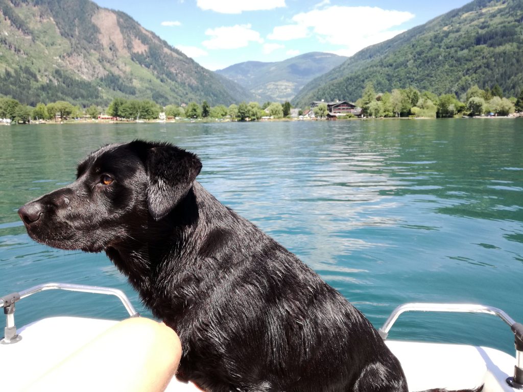 Hund am Boot Kärnten