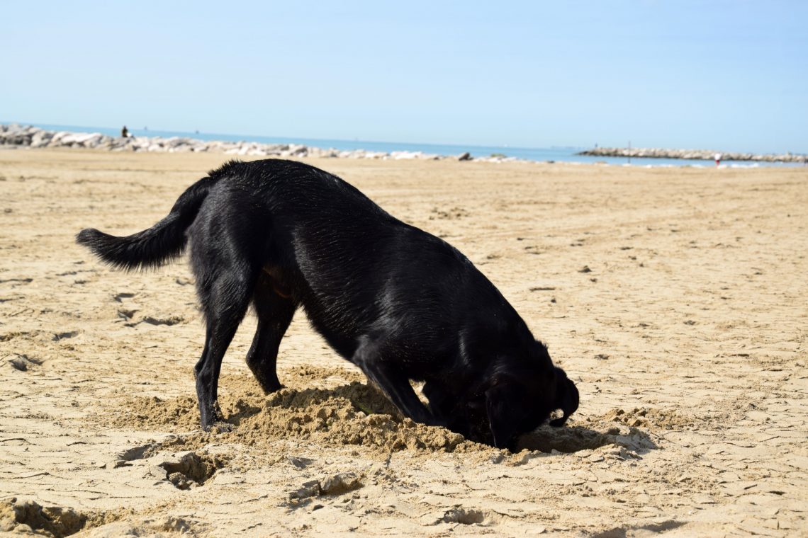 Dog Camp Union Lido Camping mit Hund in Italien Jack auf Reisen