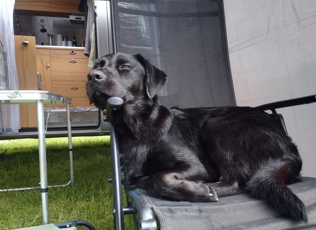 Hund auf Sessel vor Campingbus