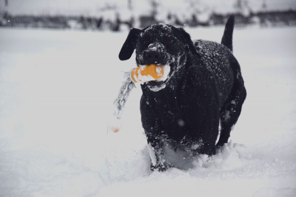Hund im Schnee in Rauris