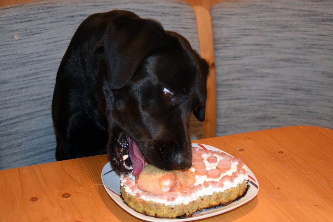 Hund mit Geburtstagstorte