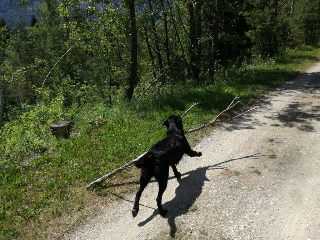 Hund mit Stöckchen Camping mit Hund in Kärnten