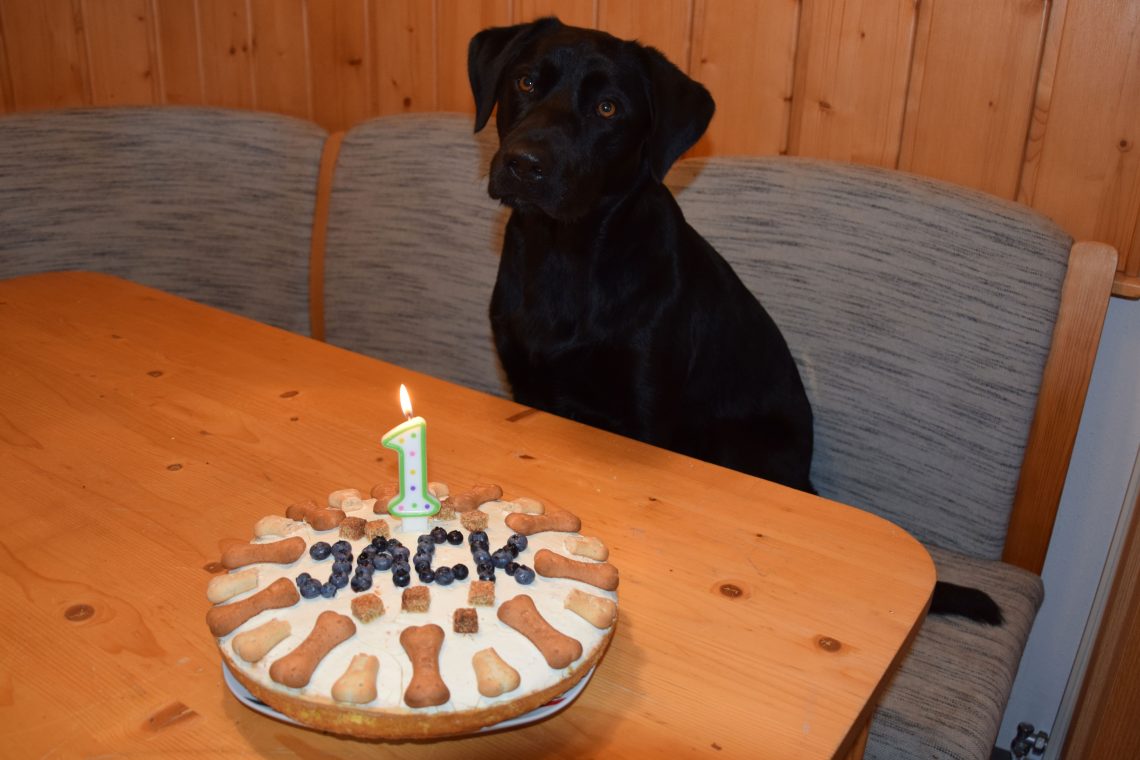 Hundekuchen selber machen Torte für Hunde Jack auf Reisen