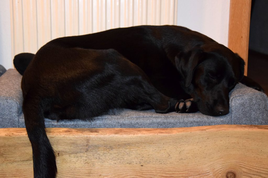 Hund schläft in DIY Hundebett