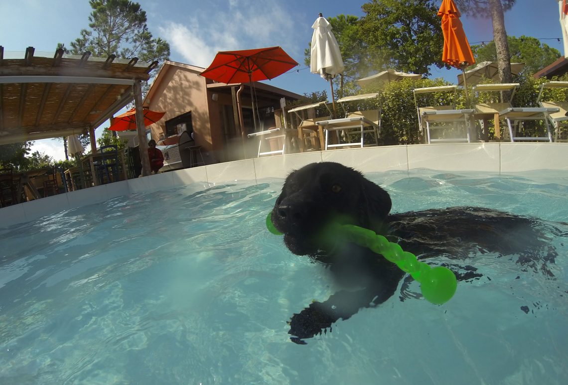 Hund schwimmt mit Hundespielzeug in Hundepool