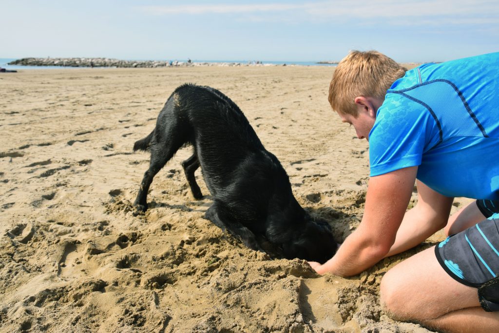 Hund spielt im Sand Hundestrand