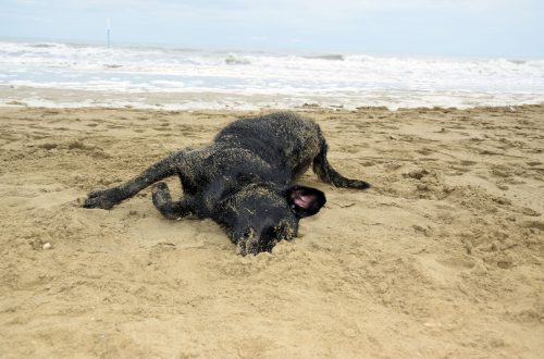 Hund wälzt sich in Sand Hundestrand