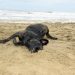 Hund wälzt sich in Sand Hundestrand