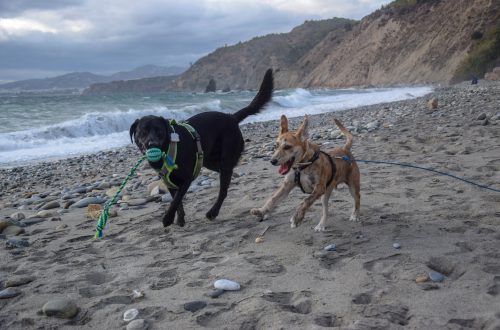 Hunde am Strand in Spanien