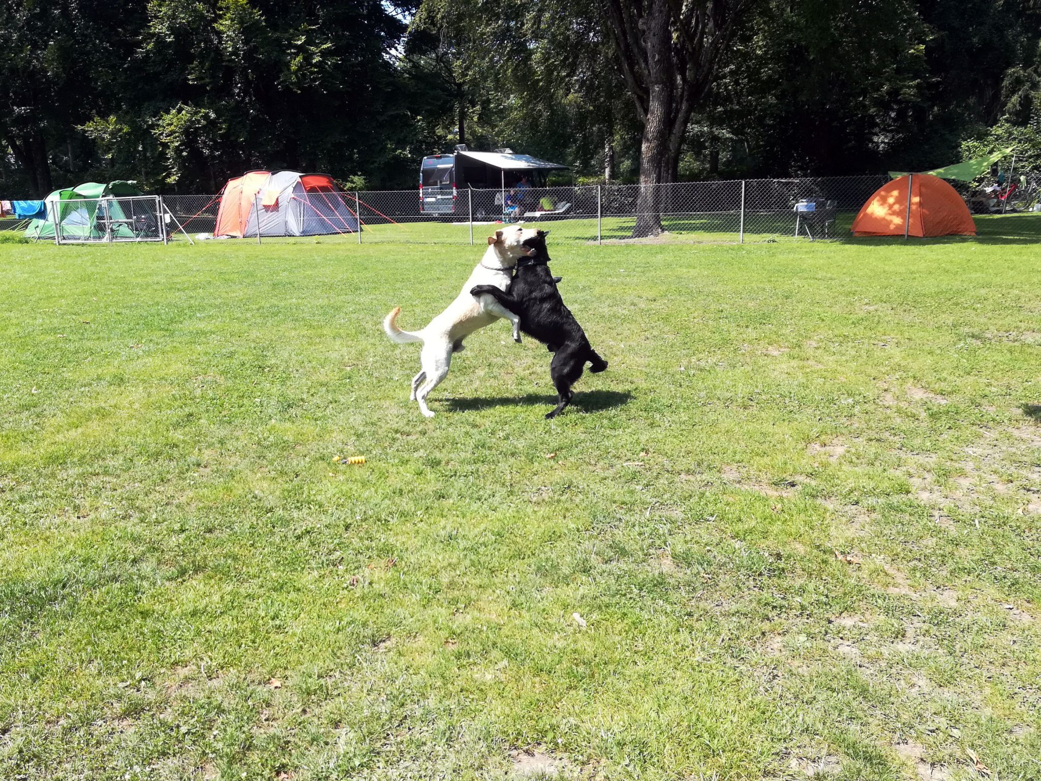 Strandcamping Waging am See Camping mit Hund in Bayern Jack auf Reisen