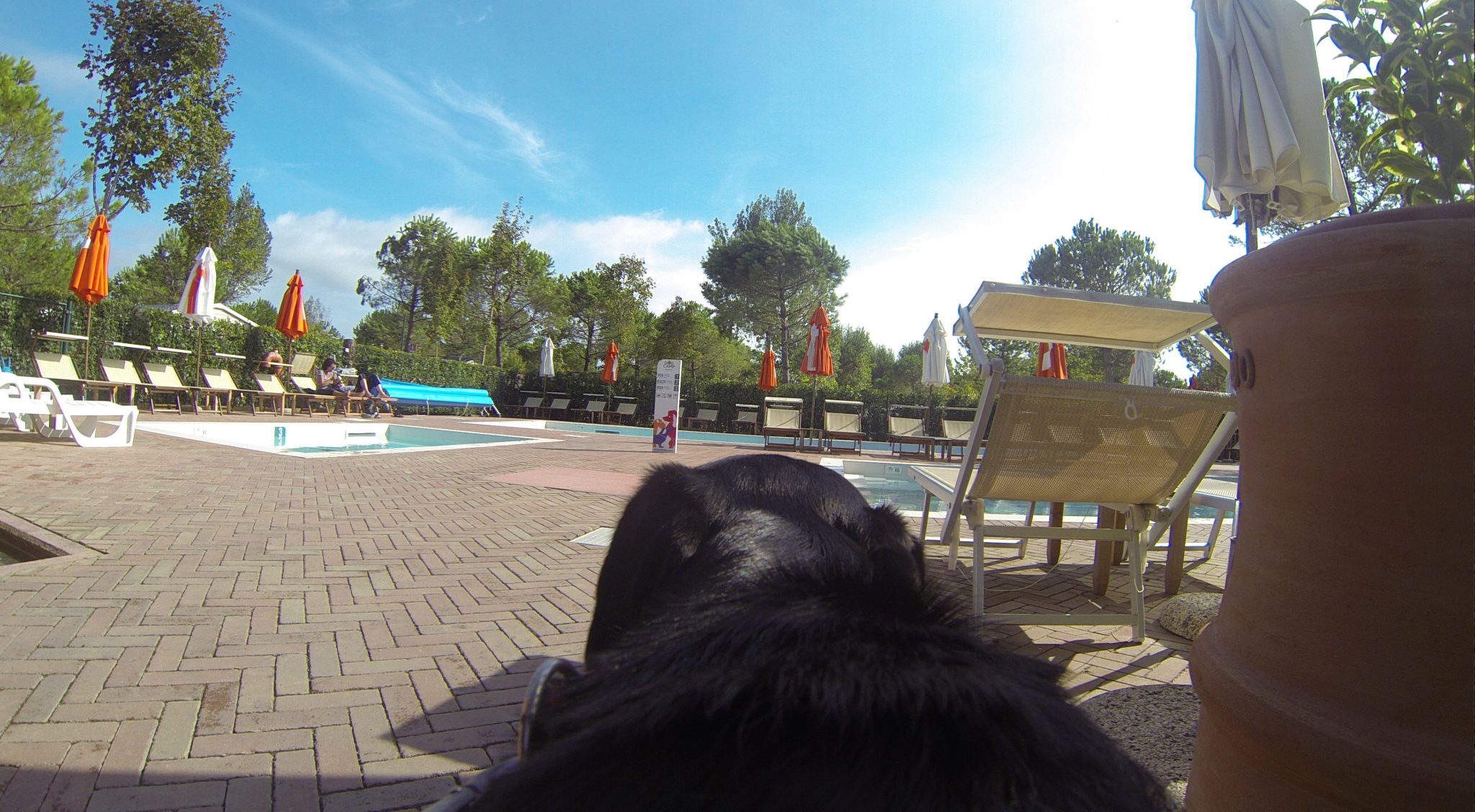 Dog Camp Union Lido Camping mit Hund in Italien Jack auf Reisen