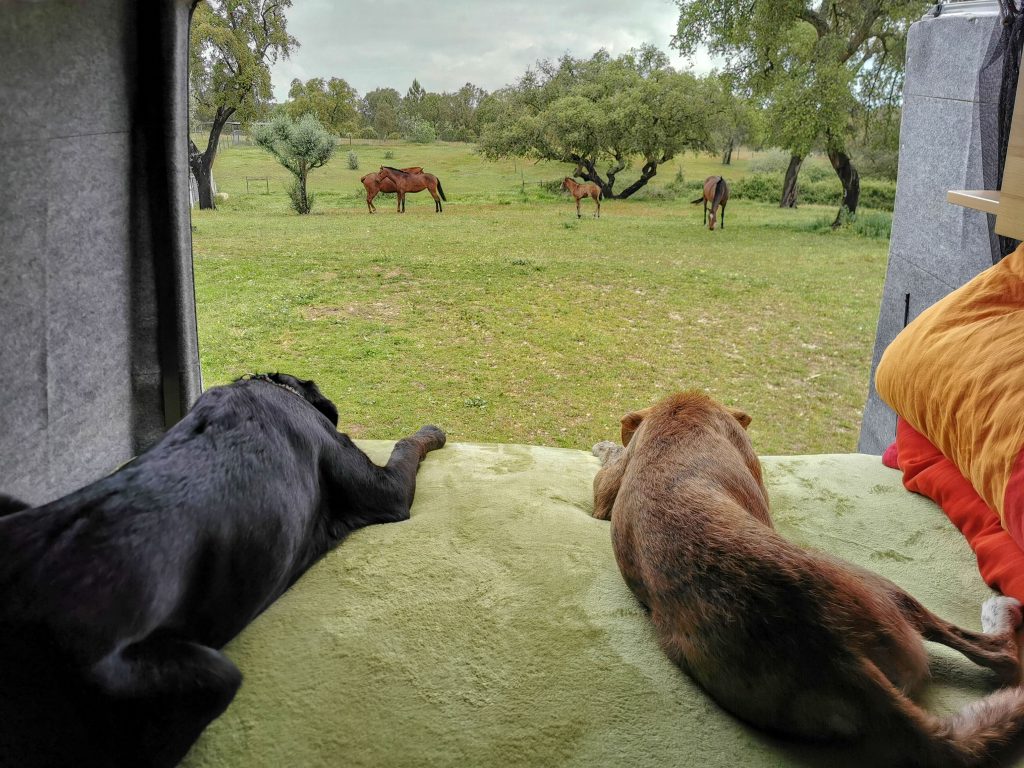 Pferde beobachten vom Van