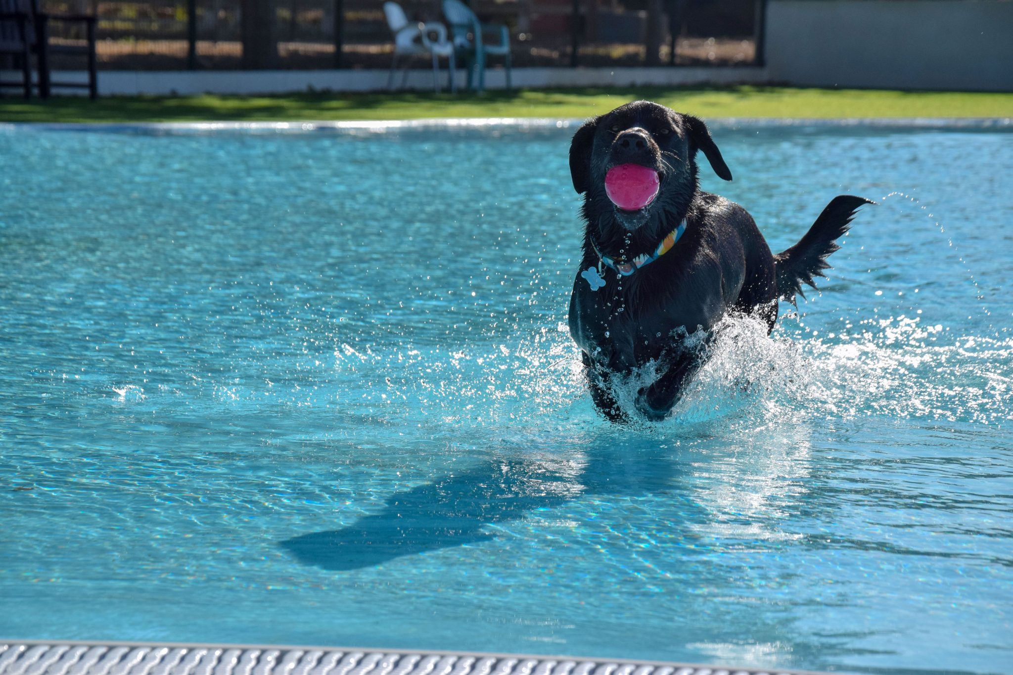 Wasserpark für Hunde in Spanien TRUST Resort Canino Jack auf Reisen