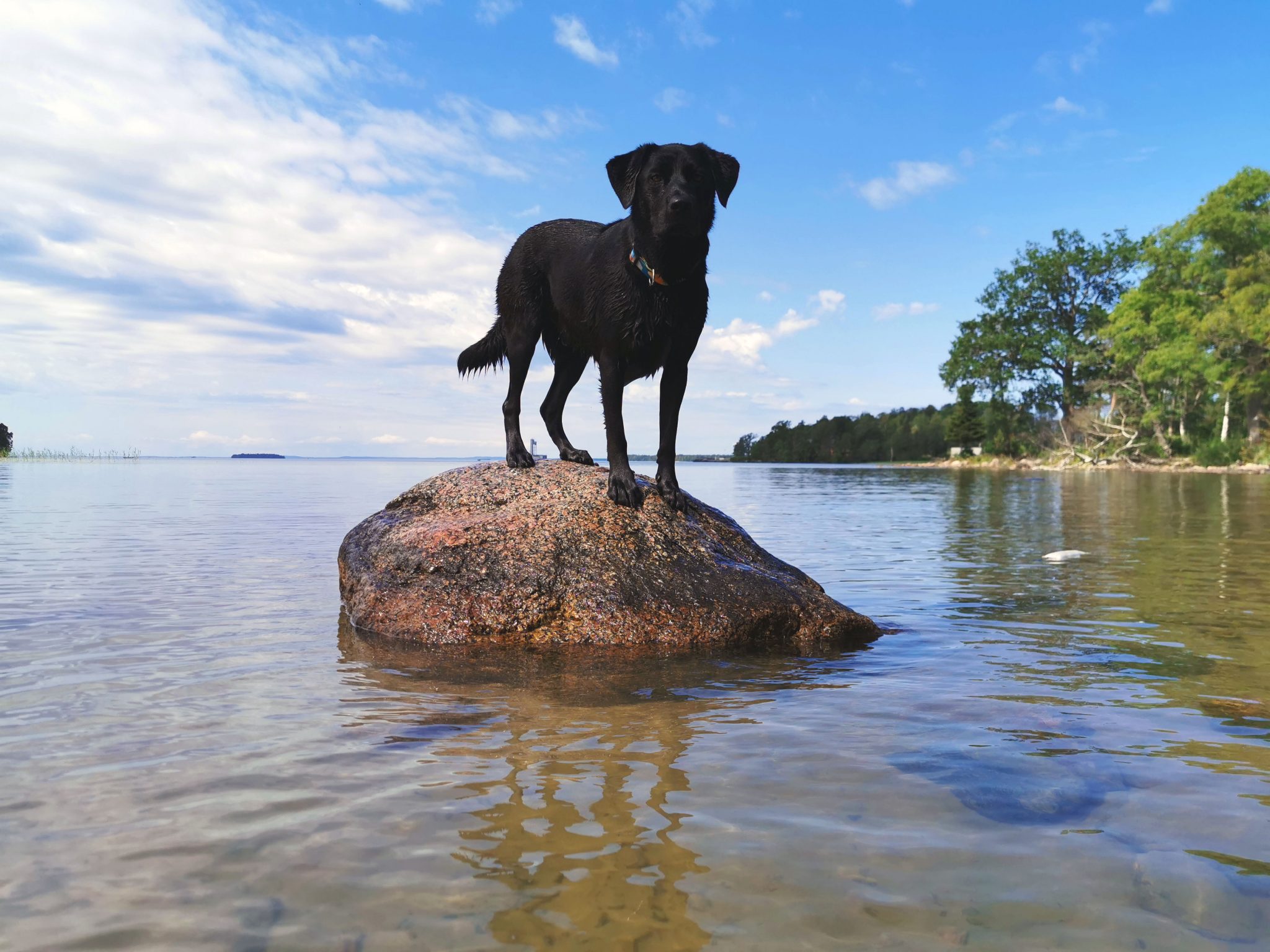 Schweden mit Hund - Einreise und Hundewiesen Schweden - Jack auf Reisen