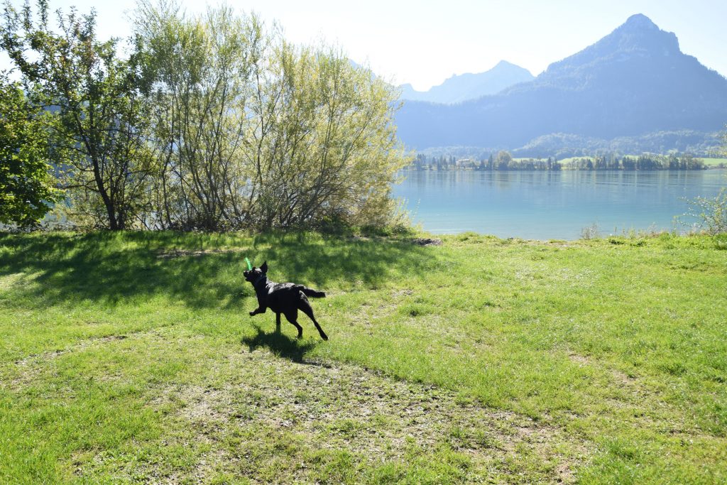 Campen, Wandern und Baden mit Hund Camping mit Hund am Wolfgangsee