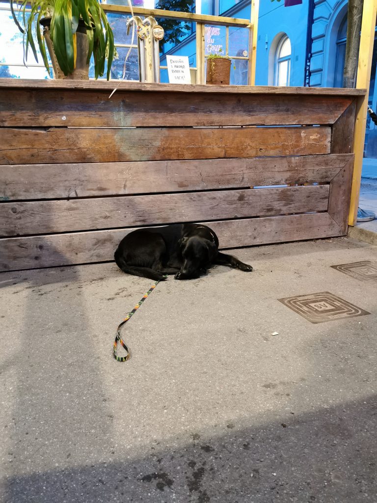 Stockholm mit Hund
