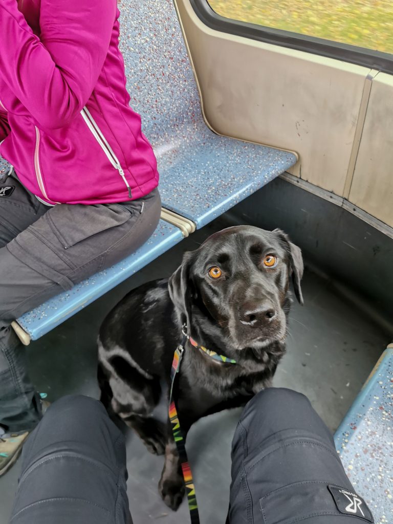 Straßenbahn Köln mit Hund