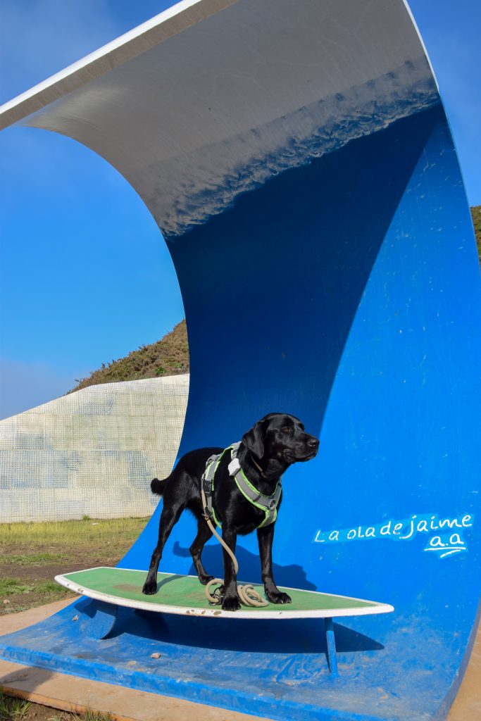 Surferhund Salinas