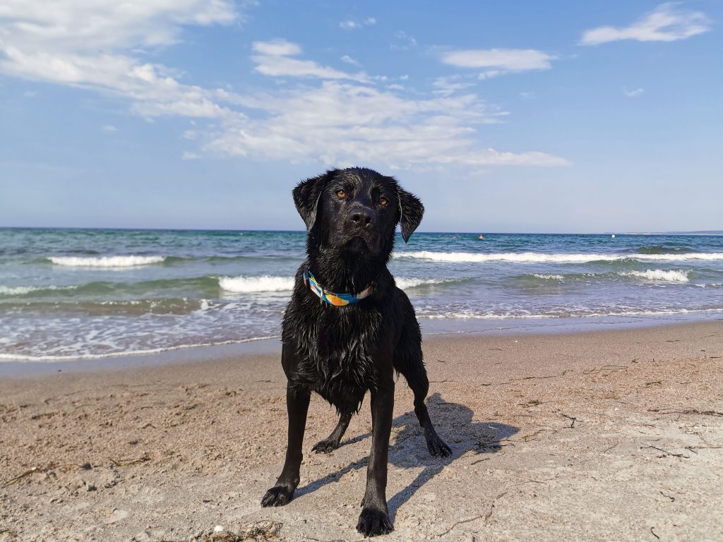 Ostsee mit Hund von Rügen bis zur Grenze nach Dänemark Jack auf Reisen