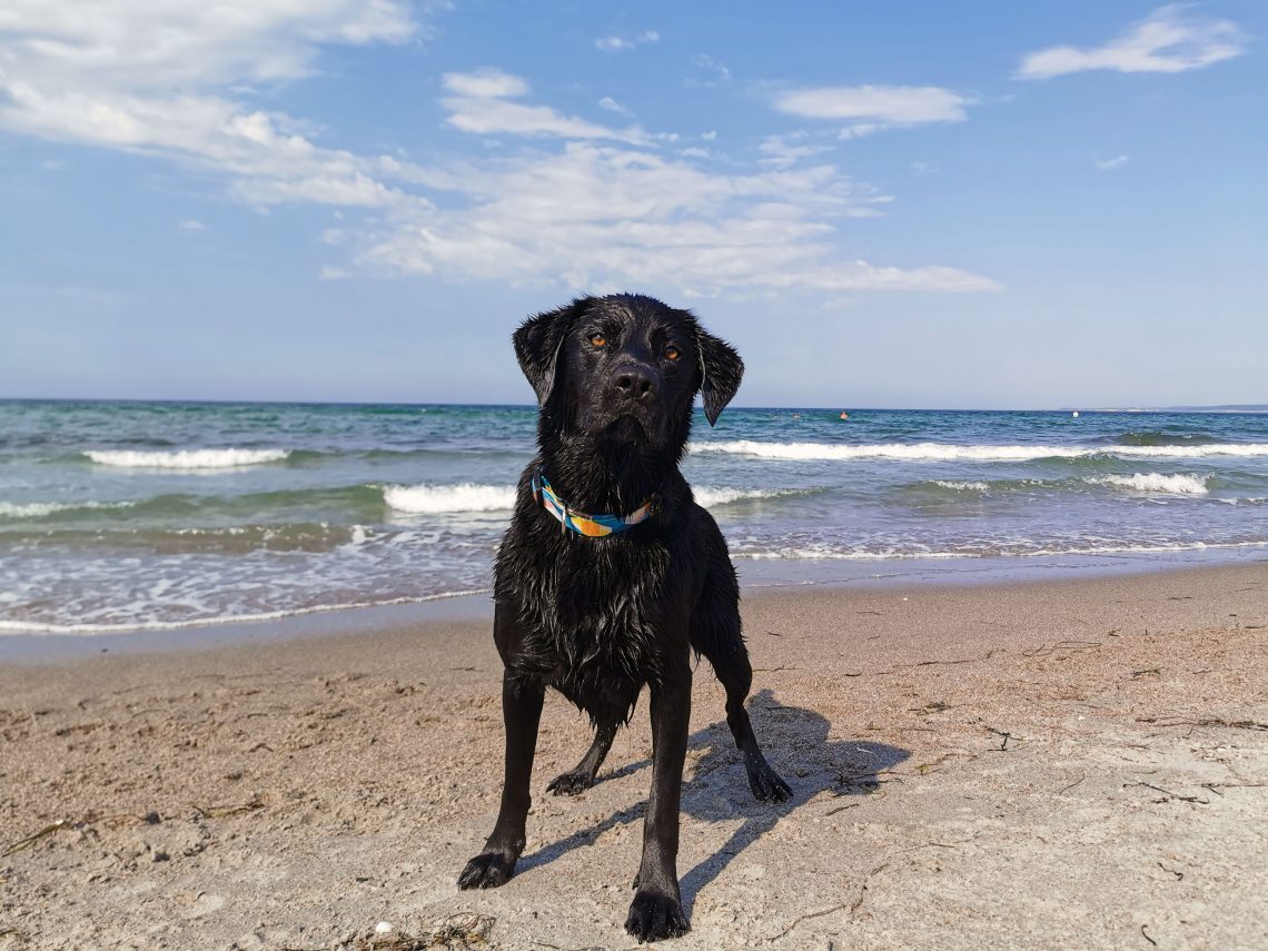 Urlaub an der Ostsee mit Hund