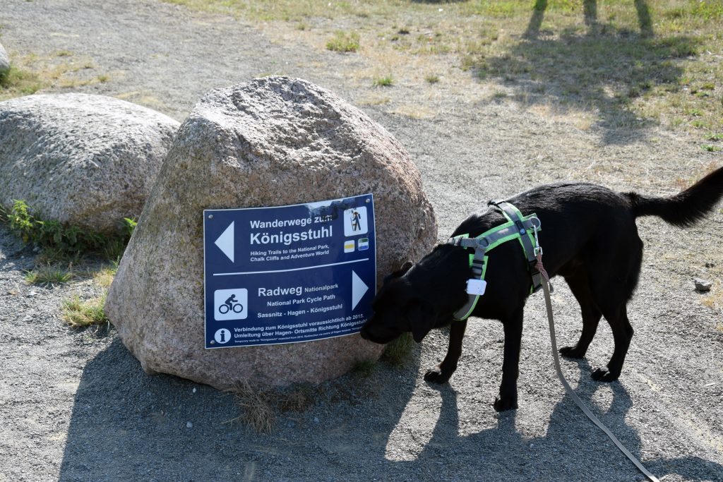 Ostsee mit Hund von Rügen bis zur Grenze nach Dänemark Jack auf Reisen