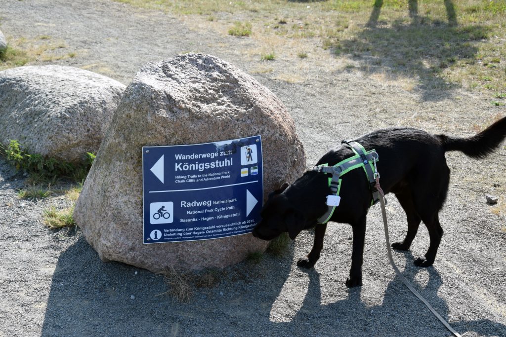 Wandern mit Hund auf Rügen