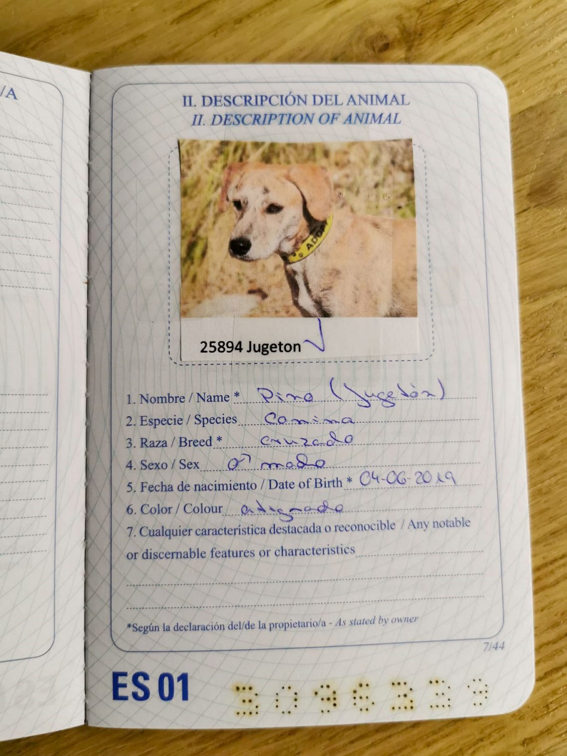 Unser neues Familienmitglied einen Hund aus Spanien adoptieren Jack